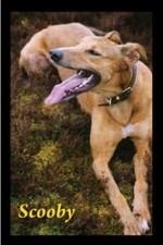 Scooby