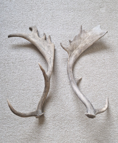 Large genuine pair european - genuine,