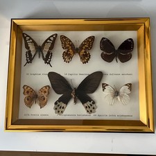 Taxidermy Butterflies Mounted in Glass Golden Framed Case Entomology interest