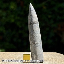 Belemnite – Belemnites explanatus Fossil, Kellaways Beds, Callovian, Jurassic: