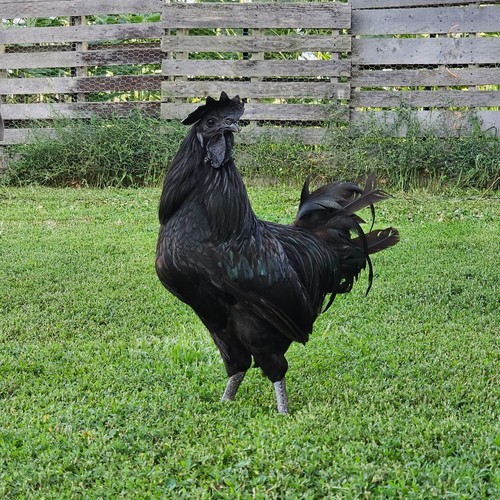 Purebred eggs 2 - purebred,