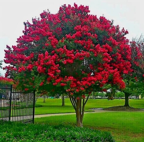 Crape myrtle tree - crape,