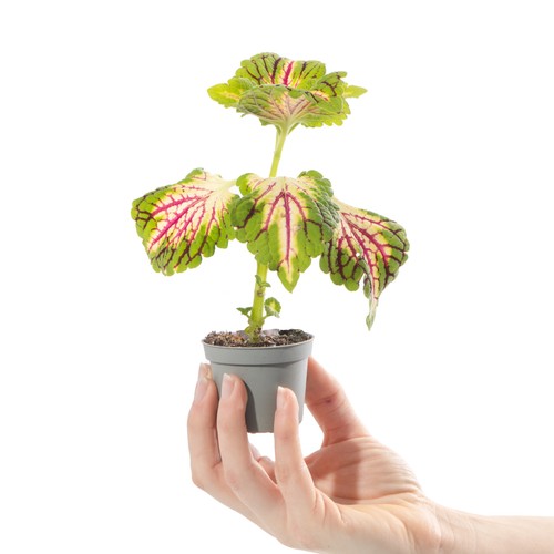 Baby painted nettle plant - baby,