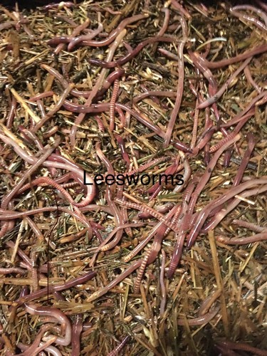 1lbs red wiggler composting - 1lbs,