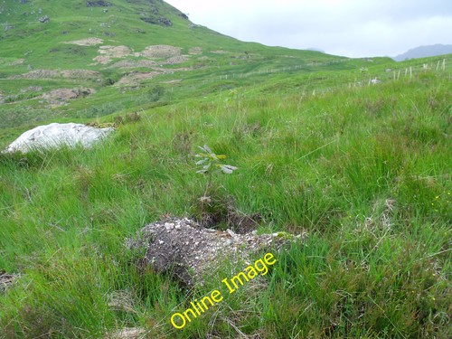 Photo 12x8 oak sapling - photo, in