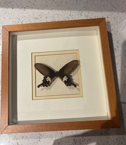 Vintage framed taxidermy - framed,