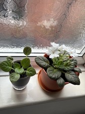 African Violet Indoor