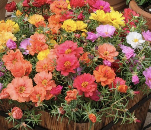 Moss rose 4000 seeds - moss,