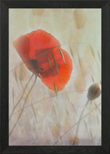 Poppy Beauty Framed Wall Art