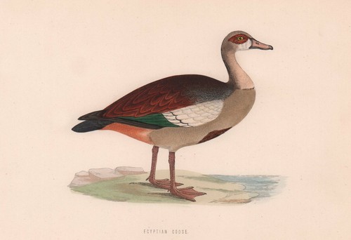 Egyptian goose morris - goose., morris's