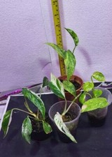 4x Epipremnum Bundle 1x Albo