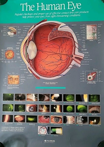 The human eye regular check - the,