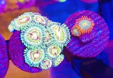 Zoanthids coral pack - zoanthids, 10
