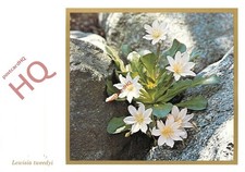 Picture Postcard:-Royal