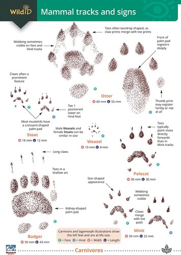 Mammal tracks and signs