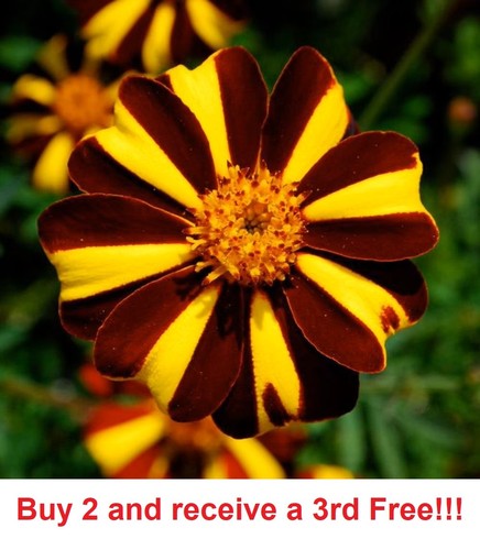 300 french marigold court - french,