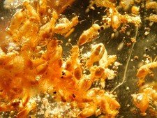 BIG! Translucent Polished