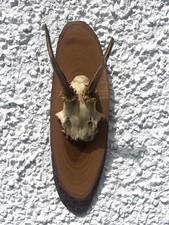 Small Roe Deer Skull Antlers Trophy Wood Plaque