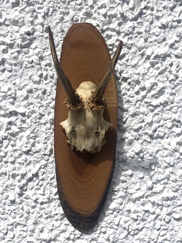 Small roe deer skull - skull, antlers