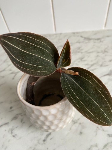 Ludisia discolor jewel - ludisia,