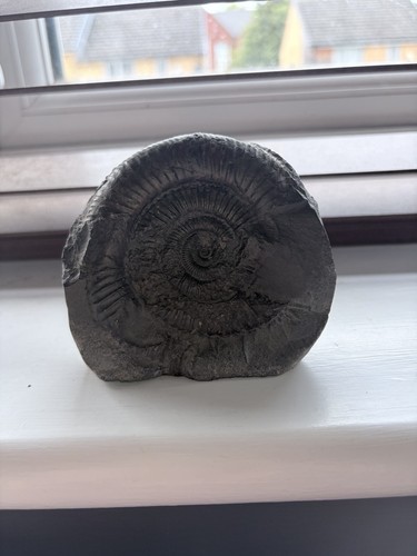Ammonite fossil from united
