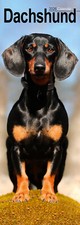 Dachshund Slim 2026 Calendar | Slimline Dog Breed Gift 15% OFF MULTI ORDERS