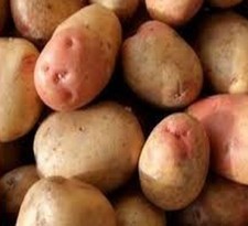 King Edward Seed Potatoes –