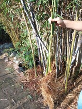 Clumping Bamboo 2-3 gal. Giant