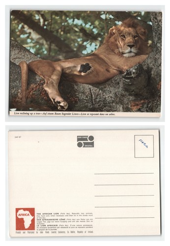 Postcard african lion - african,