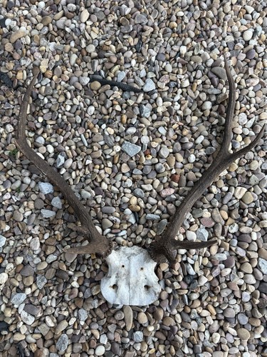 Red stag antler and - antler,