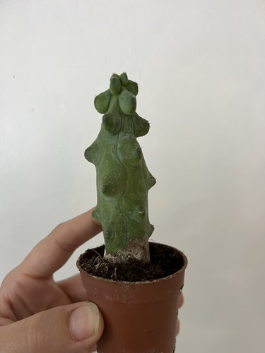 Myrtillocactus geometrizans - myrtillocactus,