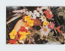 Postcard Group of Island Flowers near Honolulu Hawaii USA