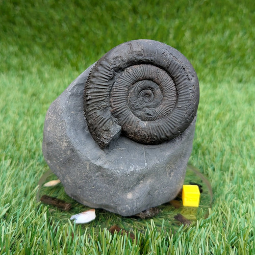 Peronoceras ammonite fossil