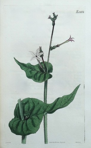 Antique botanical print - antique,