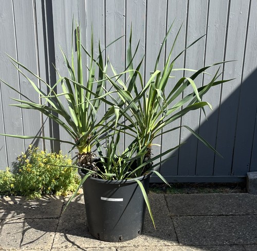 Yucca gloriosa ltr multi - gloriosa,