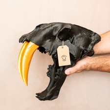 Black & Gold Sabertooth Tiger Skull Replica – 37cm, Separate Jaw, Metallic Fangs