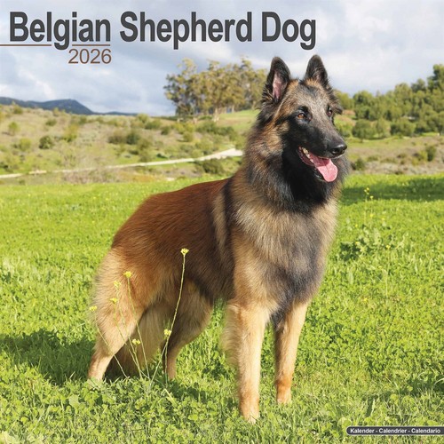 Belgian shepherd dog - dog, calendar