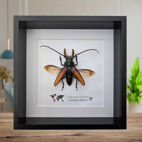 Callipogon barbatus beetle - , in