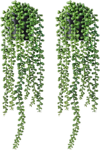 String pearls plant - string,