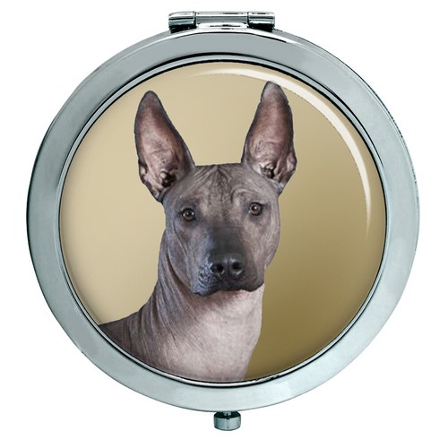 Mexican hairless dog compact - mexican,