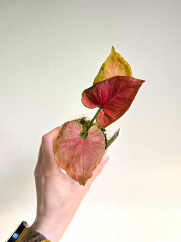 Syngonium pink perfection - syngonium, |