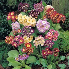 3 or 6 plugs NOT MINI Primula Garden Auricula mixed, spring flower two-toned