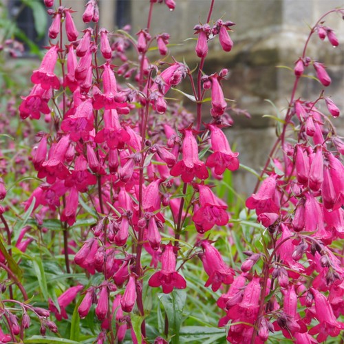 Penstemon garnet hardy - 6,