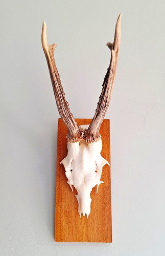 Mounted roe deer skull - mounted,