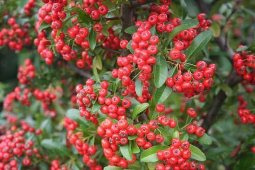 Firethorn pyracantha - firethorn,