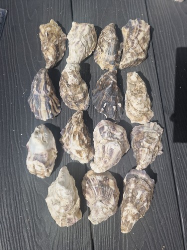 Large naturally oysters - 15,
