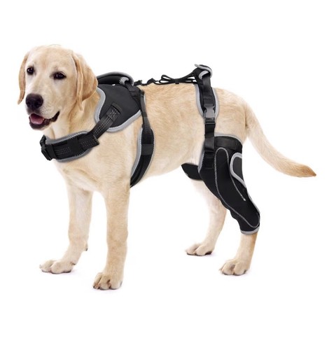 Lispoo dog knee - lispoo, torn