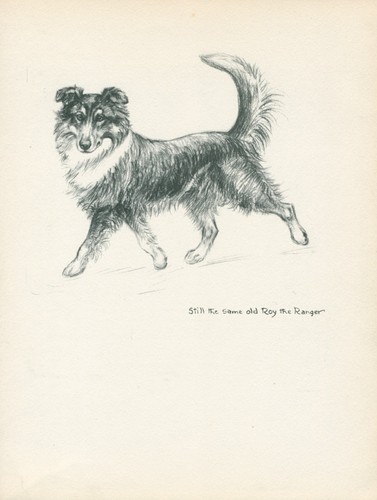 Border collie vintage - 1937, dog
