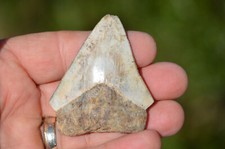 Genuine prehistoric megalodon - prehistoric,