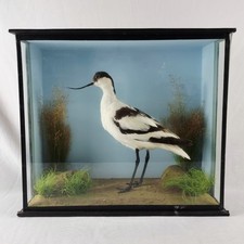 20th Century Taxidermy Pied